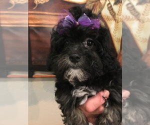 Maltipoo Puppy for Sale in SARASOTA, Florida USA