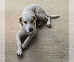 Labrador Retriever-Unknown Mix Dogs for adoption in Oakhurst, NJ, USA