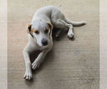 Small Labrador Retriever Mix