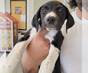 German Shorthaired Pointer-Great Dane Mix Dogs for adoption in San Antonio, TX, USA
