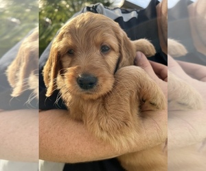 Goldendoodle Puppy for Sale in LINCOLN, California USA