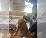 Puppy James Goldendoodle