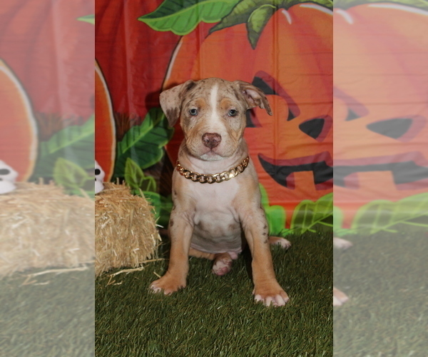 Medium Photo #7 American Bully Puppy For Sale in SAN JOSE, CA, USA