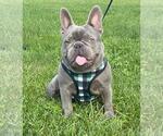 Small Photo #1 French Bulldog Puppy For Sale in GREENEVILLE, TN, USA