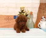 Small Photo #8 Poodle (Toy) Puppy For Sale in SAN FRANCISCO, CA, USA