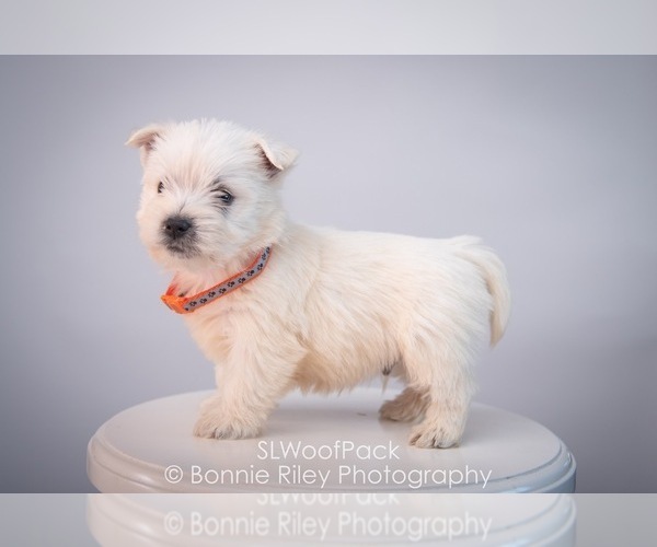 Medium Photo #2 West Highland White Terrier Puppy For Sale in PLEASANTON, KS, USA