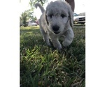 Small #3 Goldendoodle