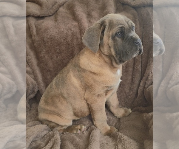 Medium Photo #15 Cane Corso Puppy For Sale in MINERAL WELLS, WV, USA