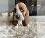 Small Photo #16 Basset Hound Puppy For Sale in HUGHSON, CA, USA