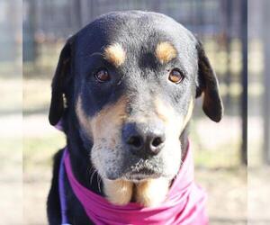 Rottweiler-Unknown Mix Dogs for adoption in San Antonio, TX, USA