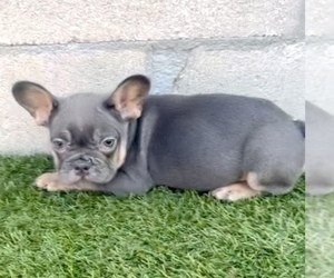 French Bulldog Puppy for sale in CHICAGO, IL, USA