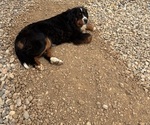 Small Photo #1 Bernese Mountain Dog Puppy For Sale in SECOR, IL, USA