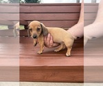 Small #2 Dachshund