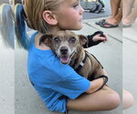 Small #1 Chihuahua