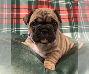 Medium French Bulldog