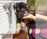 Small Photo #5 German Shepherd Dog Puppy For Sale in LAWRENCEBURG, TN, USA