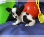 Small #5 Chihuahua