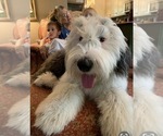 Small Photo #1 Old English Sheepdog Puppy For Sale in OXFORD, MS, USA