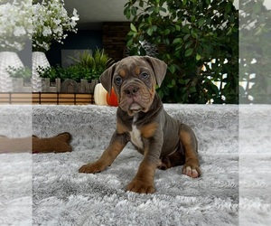 Olde English Bulldogge Puppy for sale in GREENFIELD, IN, USA