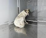 Small Mutt