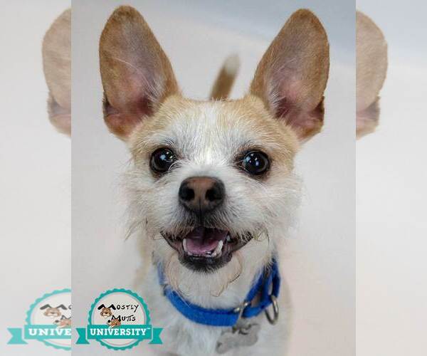 Medium Photo #1 Mutt Puppy For Sale in Kennesaw, GA, USA