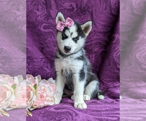 Siberian Husky Puppy for sale in QUARRYVILLE, PA, USA