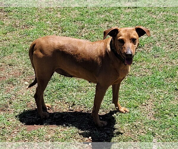Medium Photo #6 Coonhound-Plott Hound Mix Puppy For Sale in Clinton, OK, USA