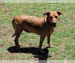 Small #5 Coonhound-Plott Hound Mix