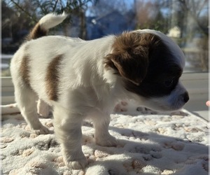 Chihuahua Puppy for sale in OREGON, WI, USA