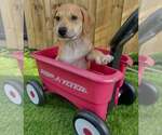 Small Black Mouth Cur Mix