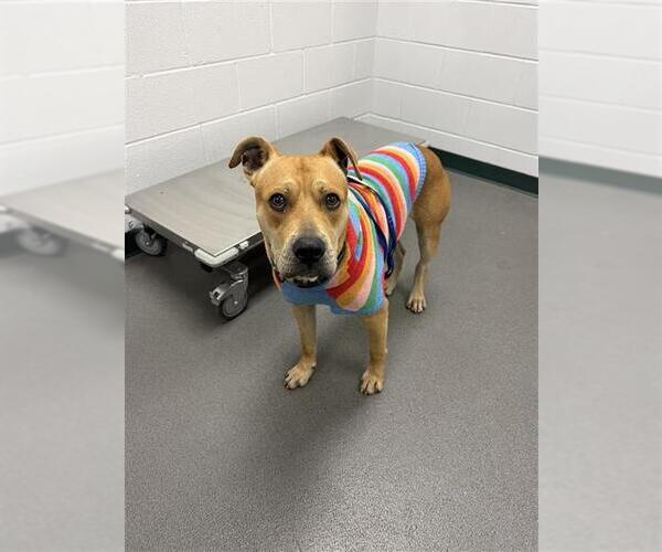 Medium Photo #1 Labrador Retriever Puppy For Sale in Corpus Christi, TX, USA