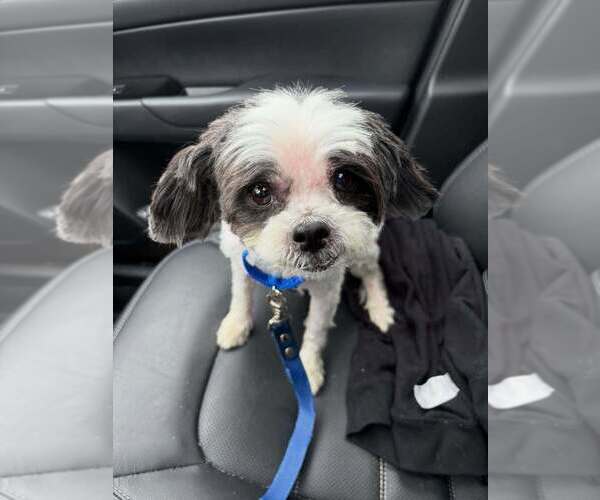 Medium Photo #20 Shih Tzu-Unknown Mix Puppy For Sale in New York, NY, USA