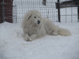 Mother of the Great Pyrenees puppies born on 12/03/2016