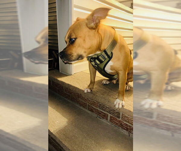 Medium Photo #5 American Pit Bull Terrier-Unknown Mix Puppy For Sale in Westwood, NJ, USA