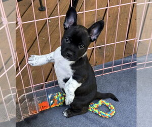 French Bulldog-Unknown Mix Dogs for adoption in St. Louis Park, MN, USA