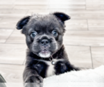 Small #1 French Bulldog
