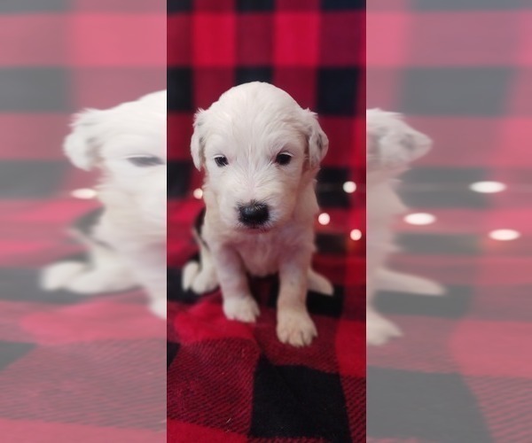 Medium Photo #3 Border Collie-Sheepadoodle Mix Puppy For Sale in MARATHON, WI, USA