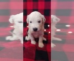 Small Photo #3 Border Collie-Sheepadoodle Mix Puppy For Sale in MARATHON, WI, USA