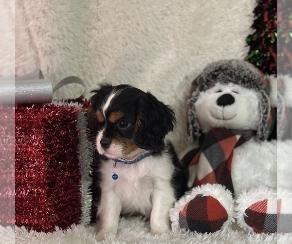 Medium Photo #4 Cavalier King Charles Spaniel Puppy For Sale in GREENVILLE, MO, USA