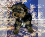 Small Photo #3 Yorkshire Terrier Puppy For Sale in AZLE, TX, USA