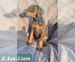 Small Photo #7 Doberman Pinscher Puppy For Sale in POMEROY, OH, USA
