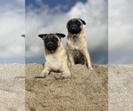 Small Photo #1 Pug Puppy For Sale in NAPLES, FL, USA