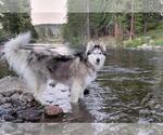 Small #1 Siberian Husky Mix