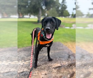 Chase - Male Labrador Retriever-Unknown Mix Dog for Adoption - Photo #8