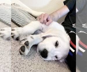 English Cream Golden Retriever Puppy for sale in CORONA, CA, USA