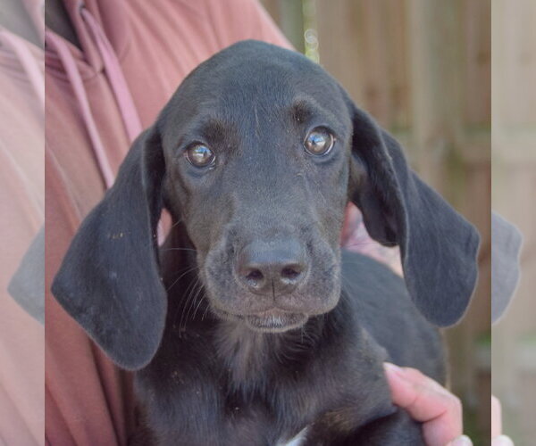 Medium Photo #6 Coonhound-Unknown Mix Puppy For Sale in Huntley, IL, USA