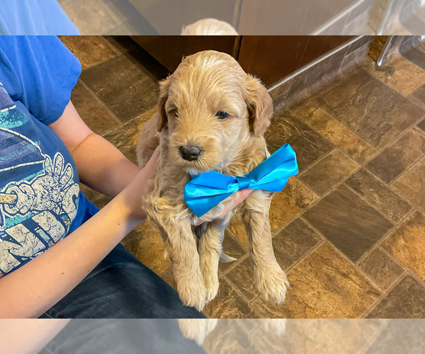 Medium Photo #2 Goldendoodle (Miniature) Puppy For Sale in ROY, UT, USA