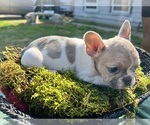 Small Photo #8 French Bulldog Puppy For Sale in NORTH LITTLE ROCK, AR, USA