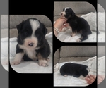 Small Photo #3 Miniature Australian Shepherd Puppy For Sale in COUCH, MO, USA