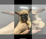 Small Photo #1 French Bulldog Puppy For Sale in SAN JOSE, CA, USA